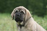 MASTIFF 017